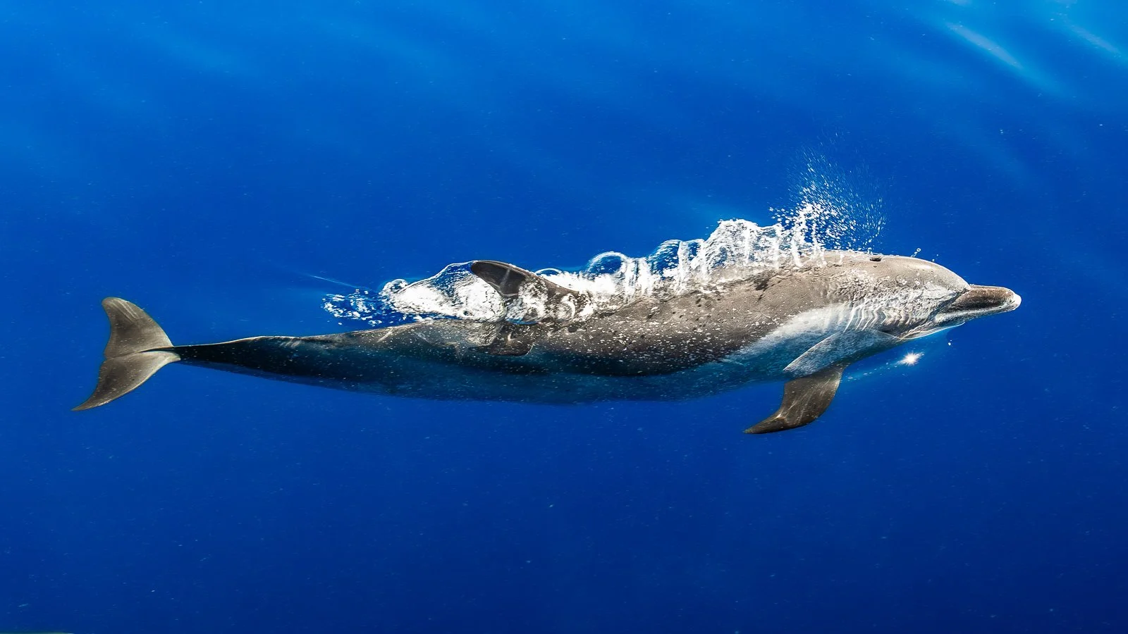 Spotted Dolphins | Hawaiian Adventures Kona